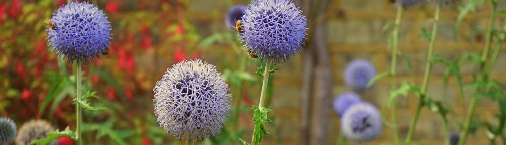 Worker bees pollenating purple, bulbous flowers