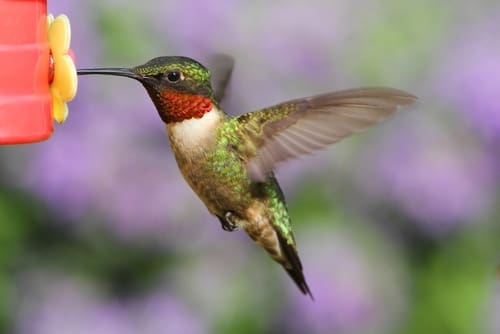 Backyard Photography Humingbird
