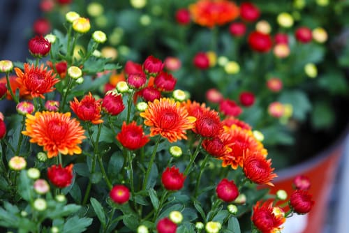 A Mum for the Season