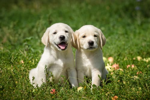 Puppy Love