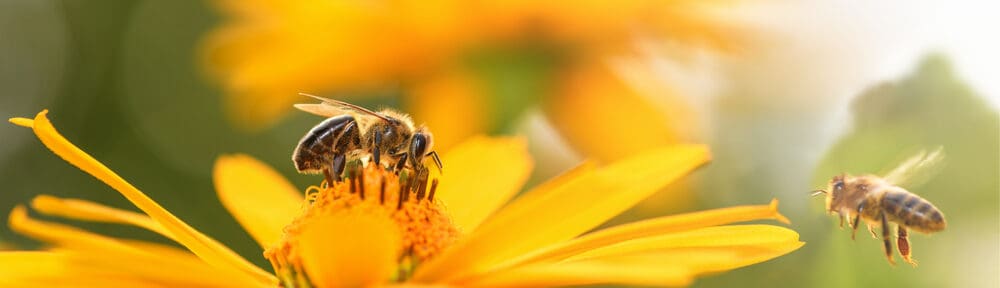 telehealth counseling in new jersey represented by bees pollinating