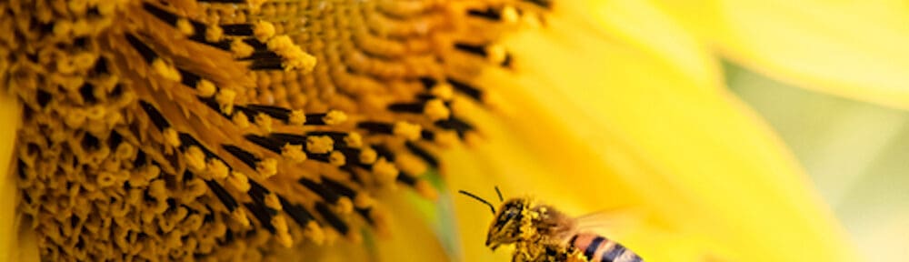 bees pollinating sunflower plants in new jersey
